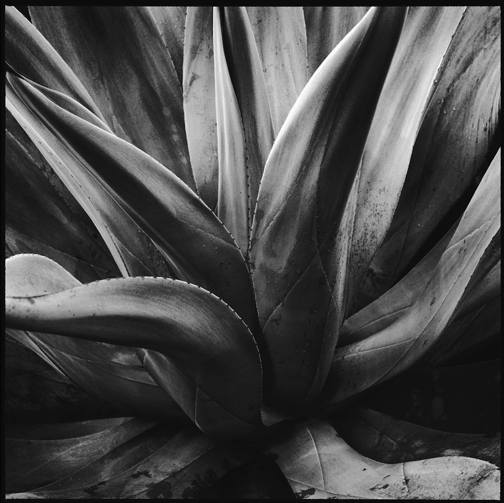Agave, Duas Barras, Brazil, 2007